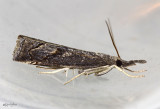 Corn Root Webworm Moth Neodactria caliginosellus #5381