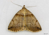Variable Zanclognatha Moth Zanclognatha laevigata #8345
