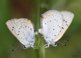 Bog Copper