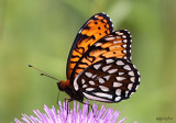 Regal Fritillary