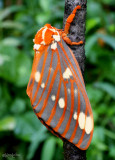 Regal Moth Citheronia regalis #7706