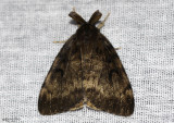 Gypsy Moth Lymantria dispar #8318