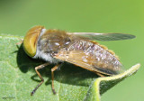Horse Fly - Tabaninae