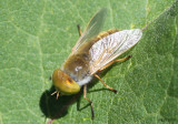 Horse Fly - Tabaninae