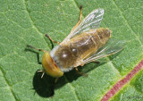 Horse Fly - Tabaninae