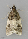 Scoparia cinereomedia #4718