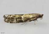 Brower's Vitula Moth Vitula broweri #6011