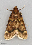 Pink-masked Pyralid Moth Aglossa disciferalis #5512