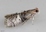 Maple Webworm Moth Pococera asperatella #5606