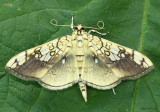 Basswood Leafroller Moth Pantographa limata #5241