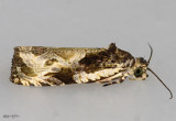 Bunchberry Leaffolder Moth Olethreutes connectum #2787