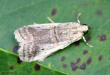 Acrobasis tumidulella #5663
