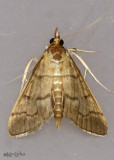 Herpetogramma Moth Herpetogramma theseusalis #5279