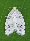 Little White Lichen Moth Clemensia albata #8098