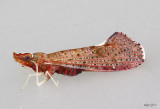 Derbid Planthopper Otiocerus degeeri
