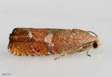Filbertworm Moth Cydia latiferreana #3494