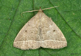 Wavy-lined Zanclognatha Moth Zanclognatha jacchusalis #8353