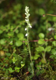 Lesser Rattlesnake Plantain Goodyera repens