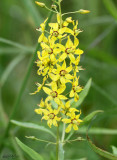 Swamp Candles Lysimachia terrestris