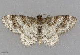 Unadorned Carpet Moth Hydrelia inornata #7422