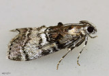 Maple Webworm Moth Pococera asperatella #5606