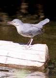 American Dipper