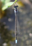 Pacific Forktail Ischnura cervula
