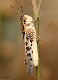 Clear-winged Grasshopper Camnula pellucida