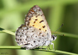 Mariposa Copper