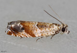 Epinotia castaneana #3288