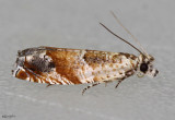 Epinotia terracoctana #3313