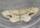 Single-dotted Wave Moth Idaea dimidiata #7126