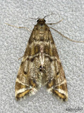 Confusing Petrophila Moth Petrophila confusalis #4780