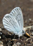 Blue Copper Lycaena heteronea