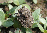 Toad Bug