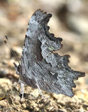 Hoary Comma Polygonia gracilis