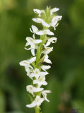 Tall White Bog-orchid Platanthera dilatata