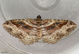Bent-line Carpet Moth Costaconvexa centrostrigaria #7416