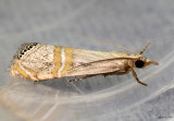 Euchromius ocellea #5454