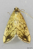 Purple-backed Cabbageworm Moth Evergestis pallidata #4897