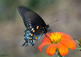 Pipevine Swallowtail