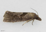 Eucosma similiana #3116.1