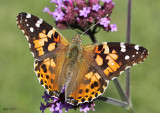 Painted Lady