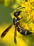 Potter Wasp Parancistrocerus perennis