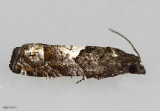 Phaneta parmatana #2937