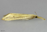 Donacaula melinellus #5316