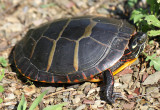 Painted Turtle