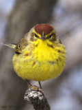 Palm Warbler