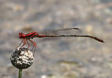 Cherry Bluet - Enallagma concisum