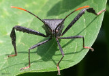 Leaf-footed Bug - Acanthocephala terminalis